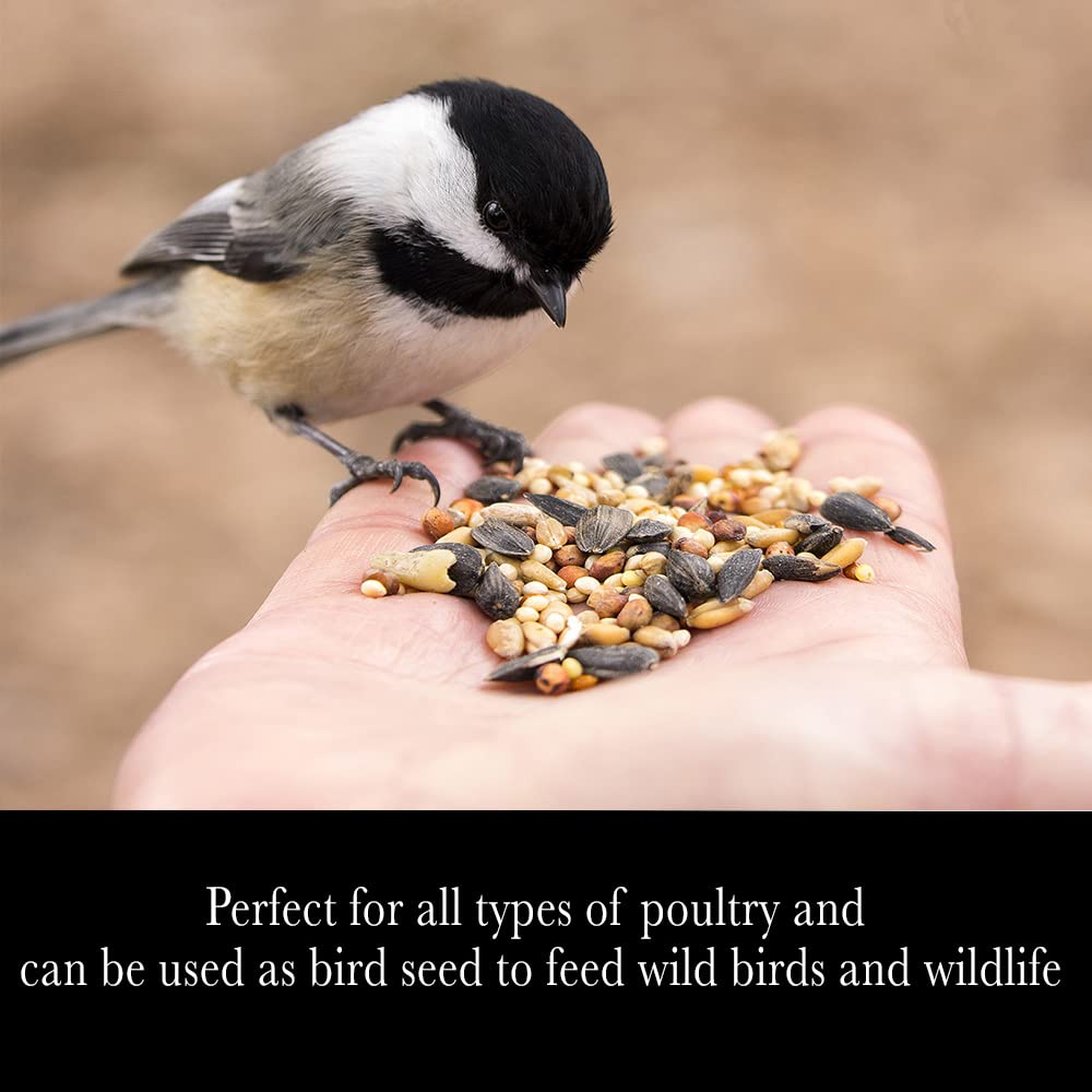 Whole Grain Scratch Feed 10-Pounds F8450