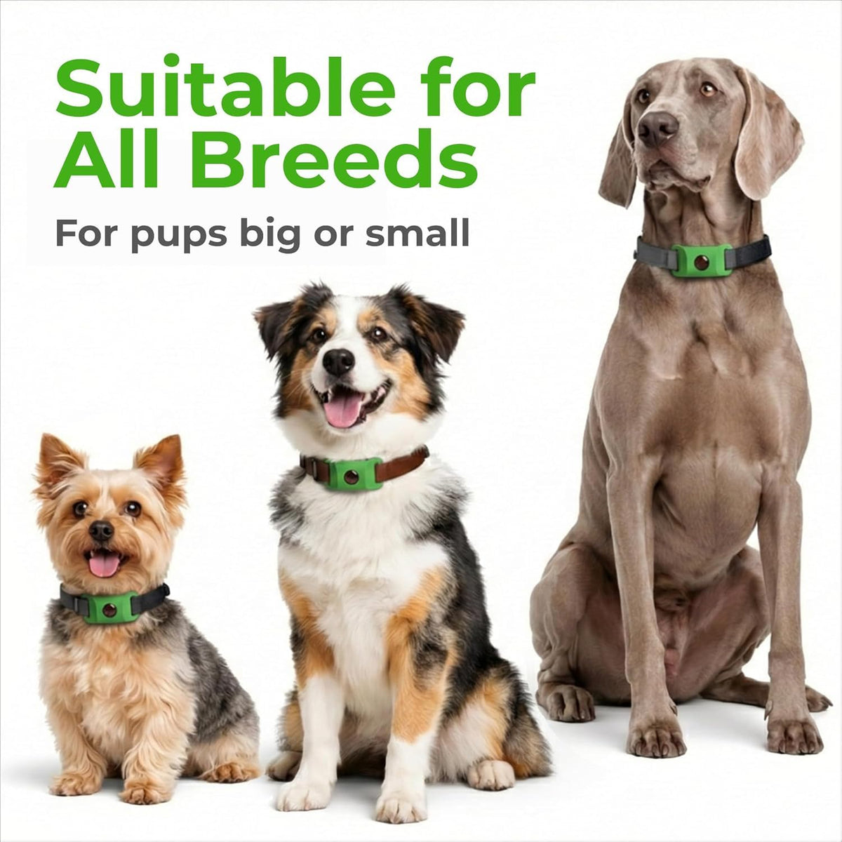 Green Dog Tag C753